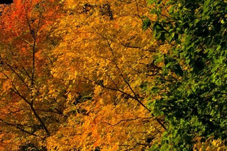 Illustration for article titled Shooting Challenge Fall Leaves Gallery 7